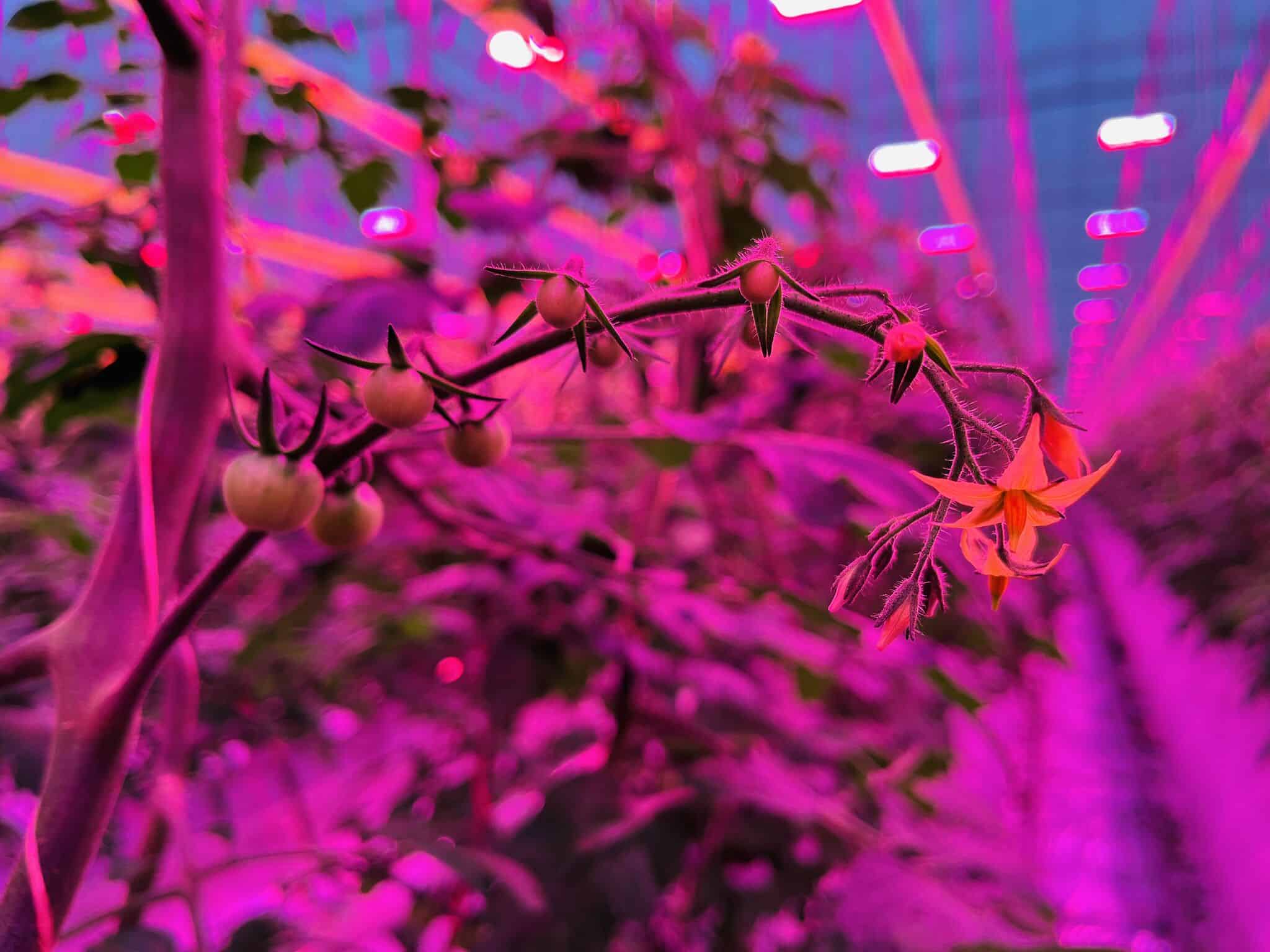 Looye Growers NL