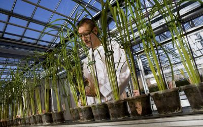 Plant research Plant research