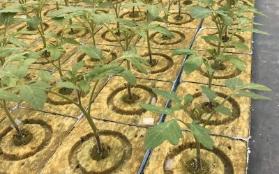 Small tomato seedlings